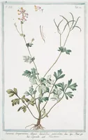 An illustration from Hortus Romanus plantaru (1772)
