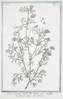 An illustration from Hortus Romanus plantaru (1772)