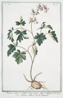 An illustration from Hortus Romanus plantaru (1772)