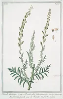 An illustration from Hortus Romanus plantaru (1772)
