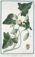 An illustration from Hortus Romanus plantaru (1772)