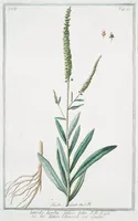 An illustration from Hortus Romanus plantaru (1772)