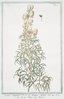 An illustration from Hortus Romanus plantaru (1772)