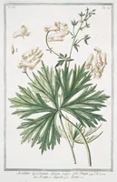 An illustration from Hortus Romanus plantaru (1772)