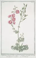 An illustration from Hortus Romanus plantaru (1772)