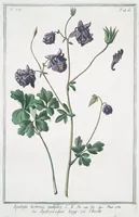 An illustration from Hortus Romanus plantaru (1772)