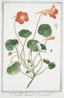 An illustration from Hortus Romanus plantaru (1772)