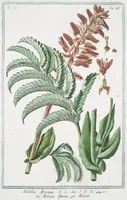 An illustration from Hortus Romanus plantaru (1772)