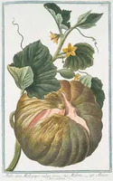 Picture 68 of 713 from Hortus Romanus plantaru (1772), leaf 68
