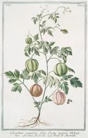 An illustration from Hortus Romanus plantaru (1772)