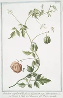 An illustration from Hortus Romanus plantaru (1772)