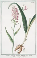 An illustration from Hortus Romanus plantaru (1772)