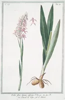 An illustration from Hortus Romanus plantaru (1772)