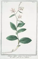 An illustration from Hortus Romanus plantaru (1772)