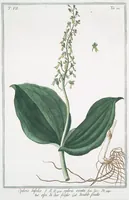 An illustration from Hortus Romanus plantaru (1772)