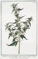 An illustration from Hortus Romanus plantaru (1772)