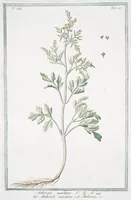 An illustration from Hortus Romanus plantaru (1772)