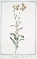 An illustration from Hortus Romanus plantaru (1772)