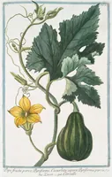An illustration from Hortus Romanus plantaru (1772)
