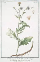 An illustration from Hortus Romanus plantaru (1772)