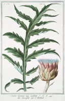 An illustration from Hortus Romanus plantaru (1772)