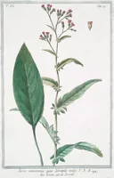 An illustration from Hortus Romanus plantaru (1772)