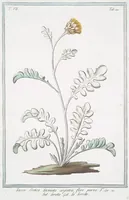 An illustration from Hortus Romanus plantaru (1772)