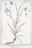 An illustration from Hortus Romanus plantaru (1772)