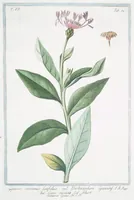 An illustration from Hortus Romanus plantaru (1772)