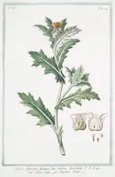An illustration from Hortus Romanus plantaru (1772)
