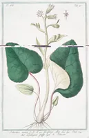 An illustration from Hortus Romanus plantaru (1772)