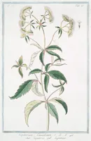 An illustration from Hortus Romanus plantaru (1772)