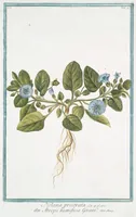Picture 7 of 713 from Hortus Romanus plantaru (1772), leaf 7