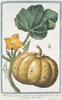 Picture 70 of 713 from Hortus Romanus plantaru (1772), leaf 70