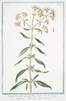 An illustration from Hortus Romanus plantaru (1772)
