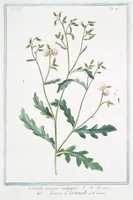An illustration from Hortus Romanus plantaru (1772)