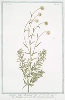 An illustration from Hortus Romanus plantaru (1772)