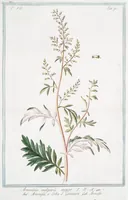 An illustration from Hortus Romanus plantaru (1772)