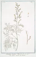 An illustration from Hortus Romanus plantaru (1772)