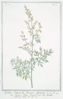 An illustration from Hortus Romanus plantaru (1772)