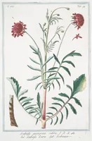 An illustration from Hortus Romanus plantaru (1772)