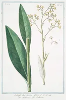 An illustration from Hortus Romanus plantaru (1772)