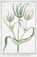 An illustration from Hortus Romanus plantaru (1772)