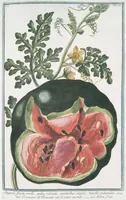 Picture 71 of 713 from Hortus Romanus plantaru (1772), leaf 71