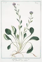 An illustration from Hortus Romanus plantaru (1772)