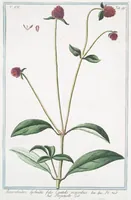 An illustration from Hortus Romanus plantaru (1772)