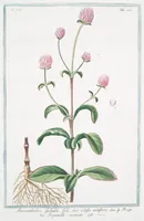 An illustration from Hortus Romanus plantaru (1772)