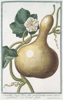 Picture 72 of 713 from Hortus Romanus plantaru (1772), leaf 72