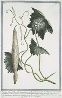 An illustration from Hortus Romanus plantaru (1772)