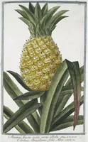 An illustration from Hortus Romanus plantaru (1772)